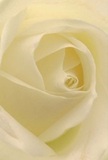 Like stepping into the soft embrace of a Downe afternoon, this close-up image invites the senses to linger within the spiralling core of a cream-white rose. Each petal folds inward with graceful lightness, the texture as gentle as morning dew on the village green. The palette shifts from creamy white at the heart to nearly translucent at the edges, where filtered daylight imparts a glow both peaceful and inspiring. Shadows nestle quietly within the folds, offering depth and understated drama. There's an unmistakable sense of tranquility-a serenity well known to anyone who's wandered Downe's peaceful lanes or looked out across High Elms Country Park. The scent is a breath of subtle sweetness, lingering softly like a tender memory. Crafted with care by Downe Florist, this rose is a pure tribute to the village's tradition of heartfelt connection-ideal for sympathy, admiration, or the hopeful celebration of new chapters among friends and neighbours.